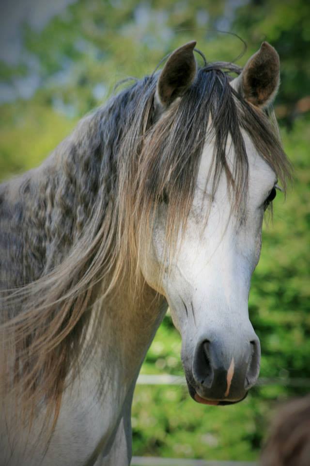 Some of our lovely horses Larkspur Equestrian