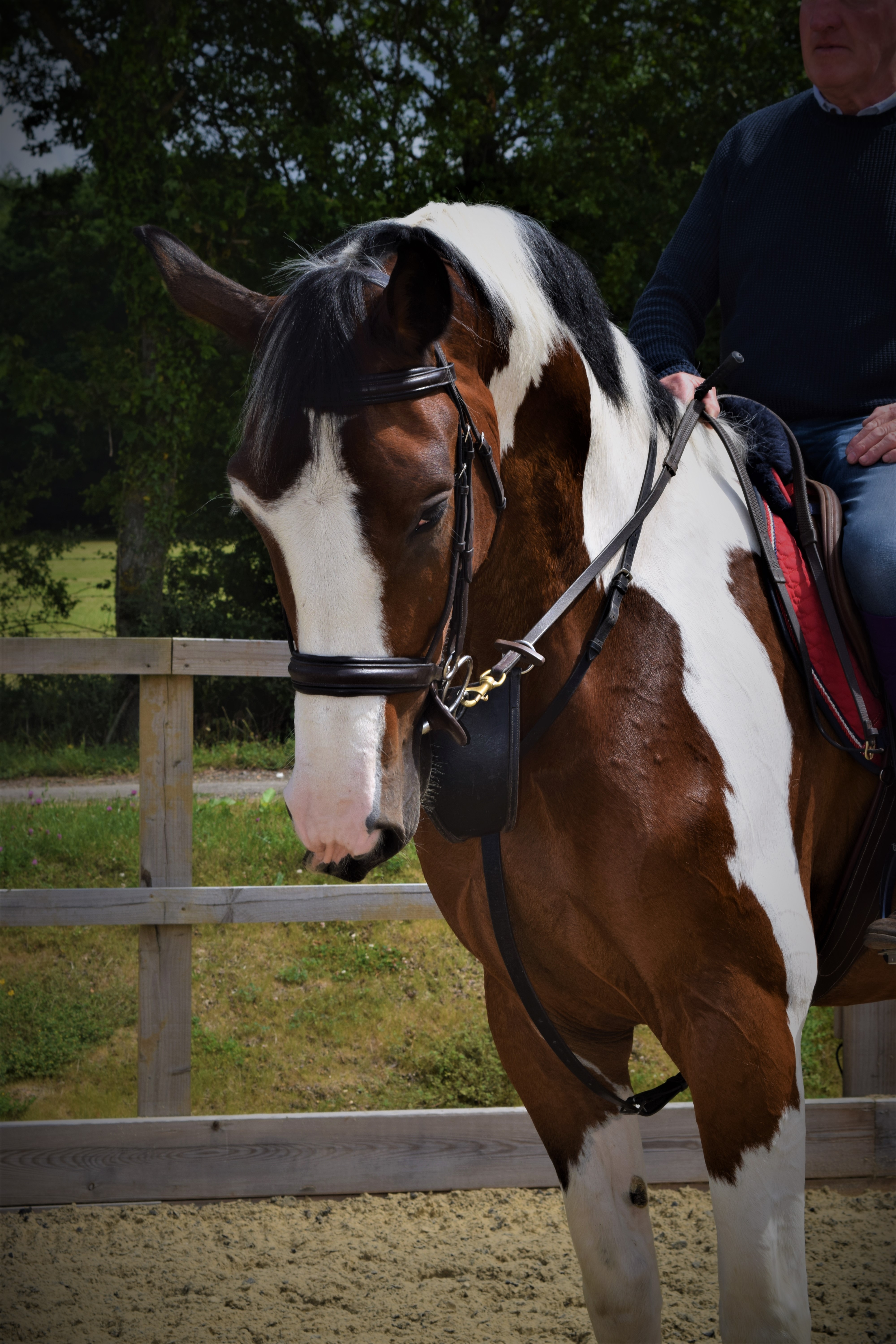 Our Horses Larkspur Equestrian