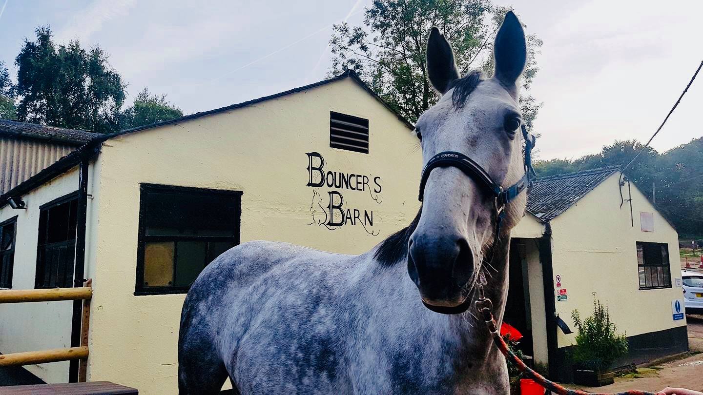 Our Horses Larkspur Equestrian