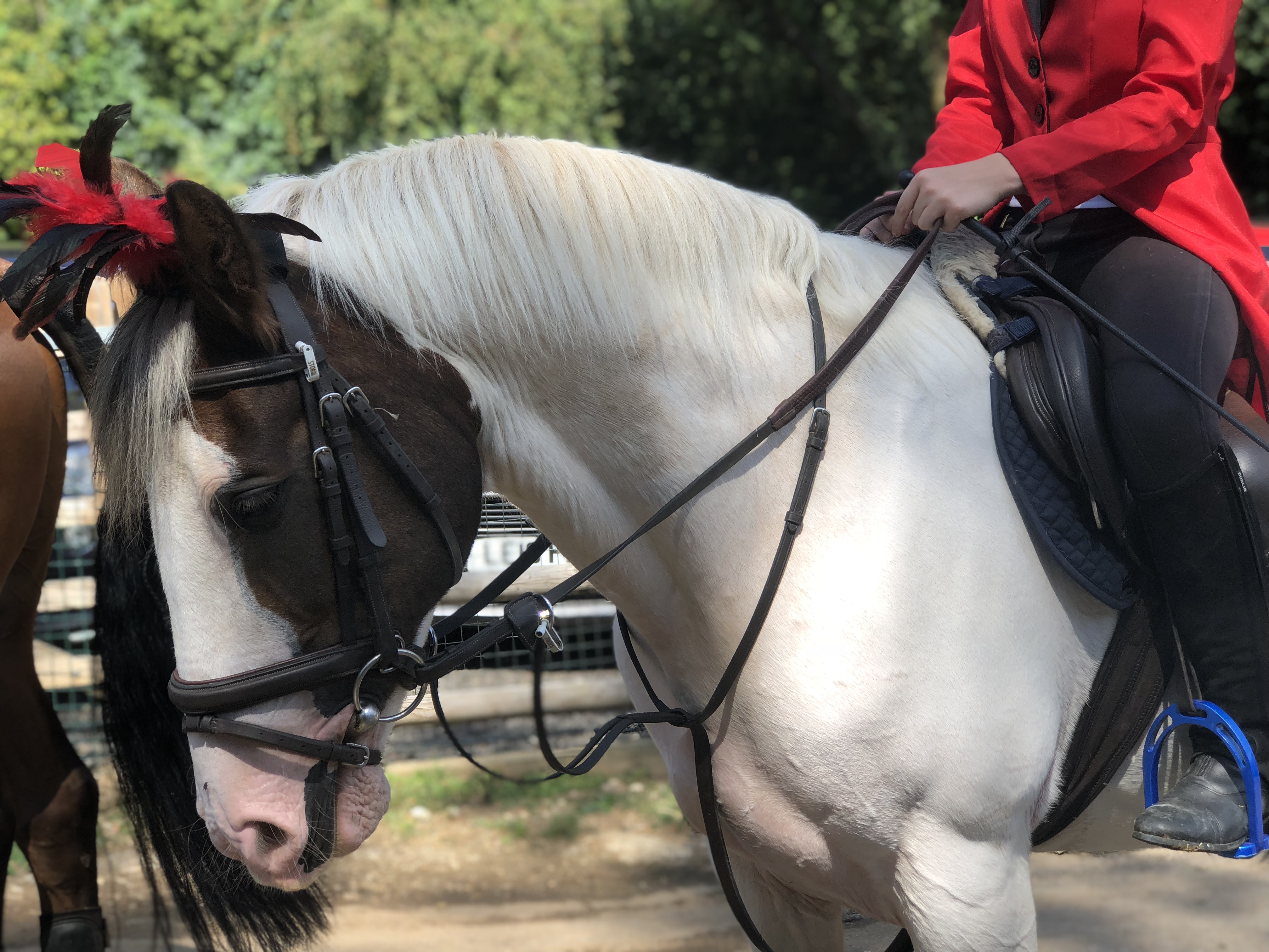 Our Horses Larkspur Equestrian